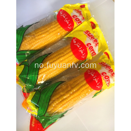 Stor søtt mais med god kvalitet